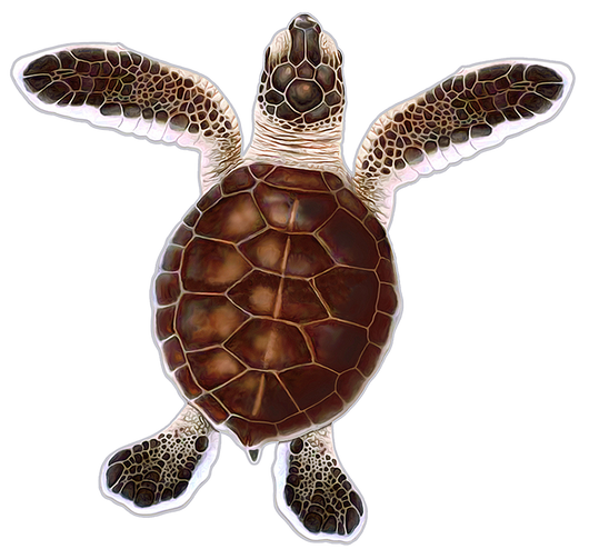 Baby Hatchling Turtle-A Brown Porc-5