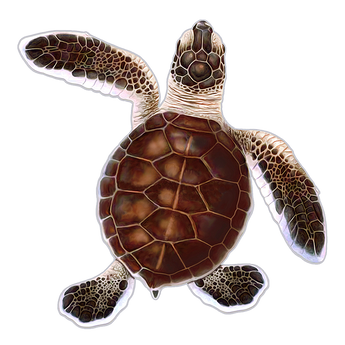 Baby Hatchling Turtle-B Brown Porc-5