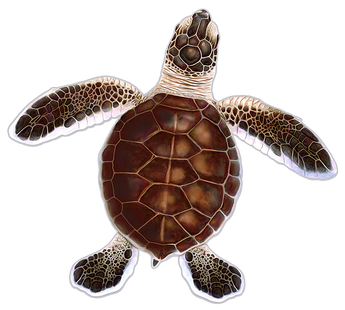 Baby Hatchling Turtle-C Brown Porc-5