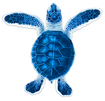 Baby Hatchling Turtle-A Blue Porc-5