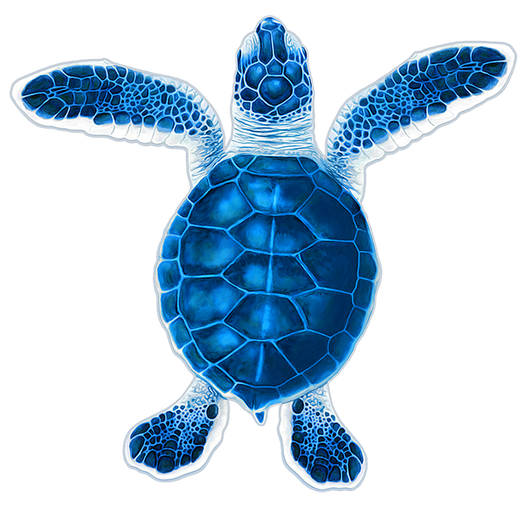 Baby Hatchling Turtle-A Blue Porc-5