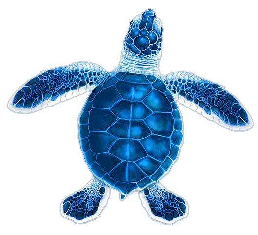 Baby Hatchling Turtle-C Blue Porc-5
