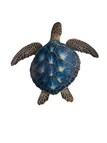 Blue/Brown Porc Turtle -18