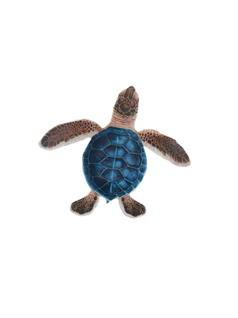 Blue/Brown Porc-Hatchling Turtle-C 5