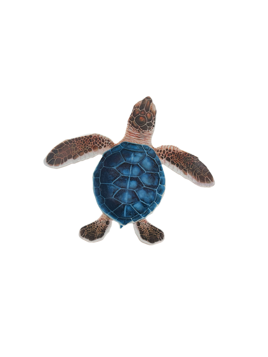 Blue/Brown Porc-Hatchling Turtle-C 5