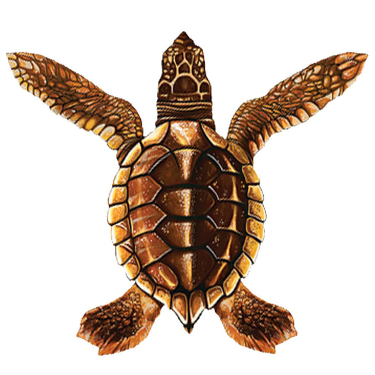 Baby Turtle-A Brown Porc-5