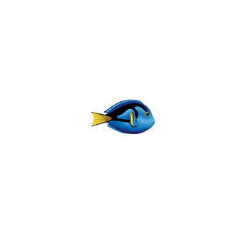Pacific Blue Tang - Porc
