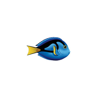 Pacific Blue Tang - Porc